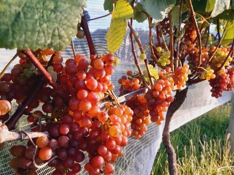 Vindima de Altitude: Celebre a colheita da uva na Serra Catarinense