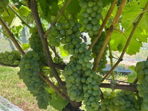 Vindima de Altitude: Celebre a colheita da uva na Serra Catarinense